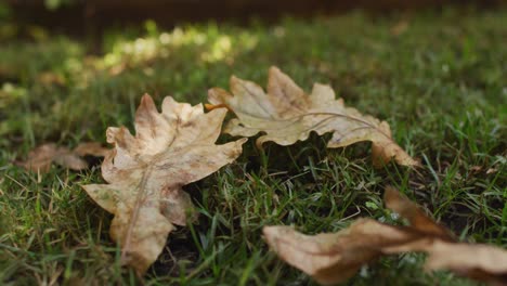 close up of leaves lying on grass on sunny day in garden