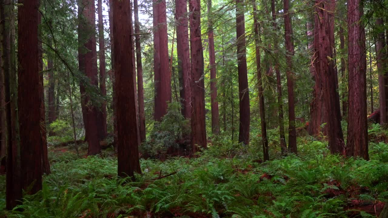 Redwood National State Park Forest foggy rainy mist California tall dense lush greenery plants Sinkyone Wilderness sequoia early morning cloudy peaceful wilderness landscape zoom forward motion