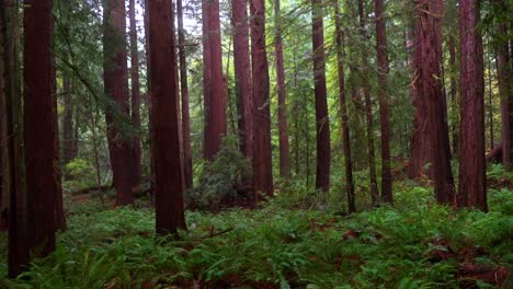 redwood national state park forest foggy rainy mist california tall dense lush greenery plants sinkyone wilderness sequoia early morning cloudy peaceful wilderness landscape zoom forward motion