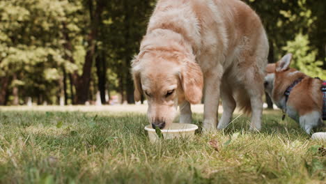 person pouring water on bowl