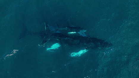 Humpback-whale-calf-breaching-and-spouting-next-to-mom-as-it-swims,-aerial-above