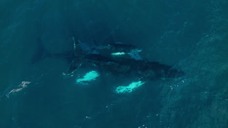 el becerro de ballena jorobada rompiendo y arrojando al lado de la madre mientras nada, antena por encima