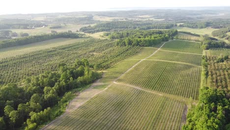 Grüner-Weinberg-Und-Kirschgarten-Im-Leelanau-County,-Traverse-City,-Michigan---Luftaufnahme