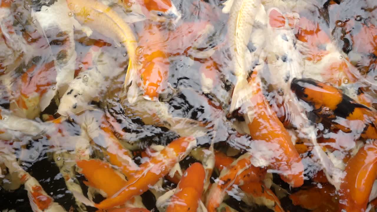 야외 연못에서 상위 뷰 멋진 잉어