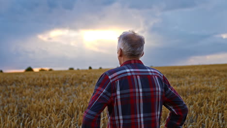 confident old farmer stands in the field holding his hands on his hips. man looking at ripe wheat growing in his farmland.