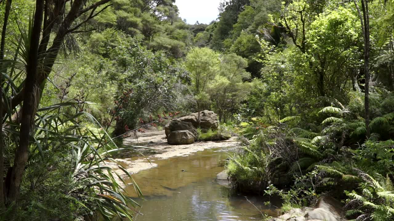 Cámara lenta - Vista panorámica de un arroyo fluyendo a través de un exuberante bosque nativo de Nueva Zelanda.