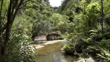 Cámara-Lenta:-Vista-Panorámica-Del-Arroyo-Que-Fluye-A-Través-Del-Exuberante-Bosque-Nativo-De-Nueva-Zelanda