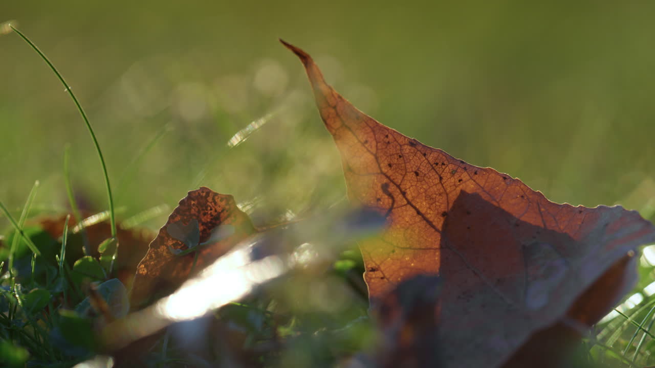 갈색 건조한 잎은 빛에 가까운 잔디에 누워 있습니다. 잎은 가을에 땅에 떨어집니다.