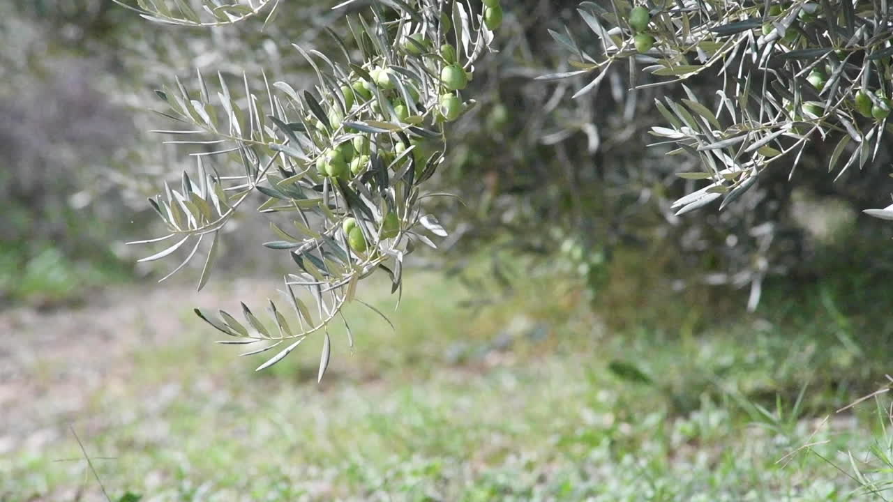 olive grove showing a branch full of ripening green olives