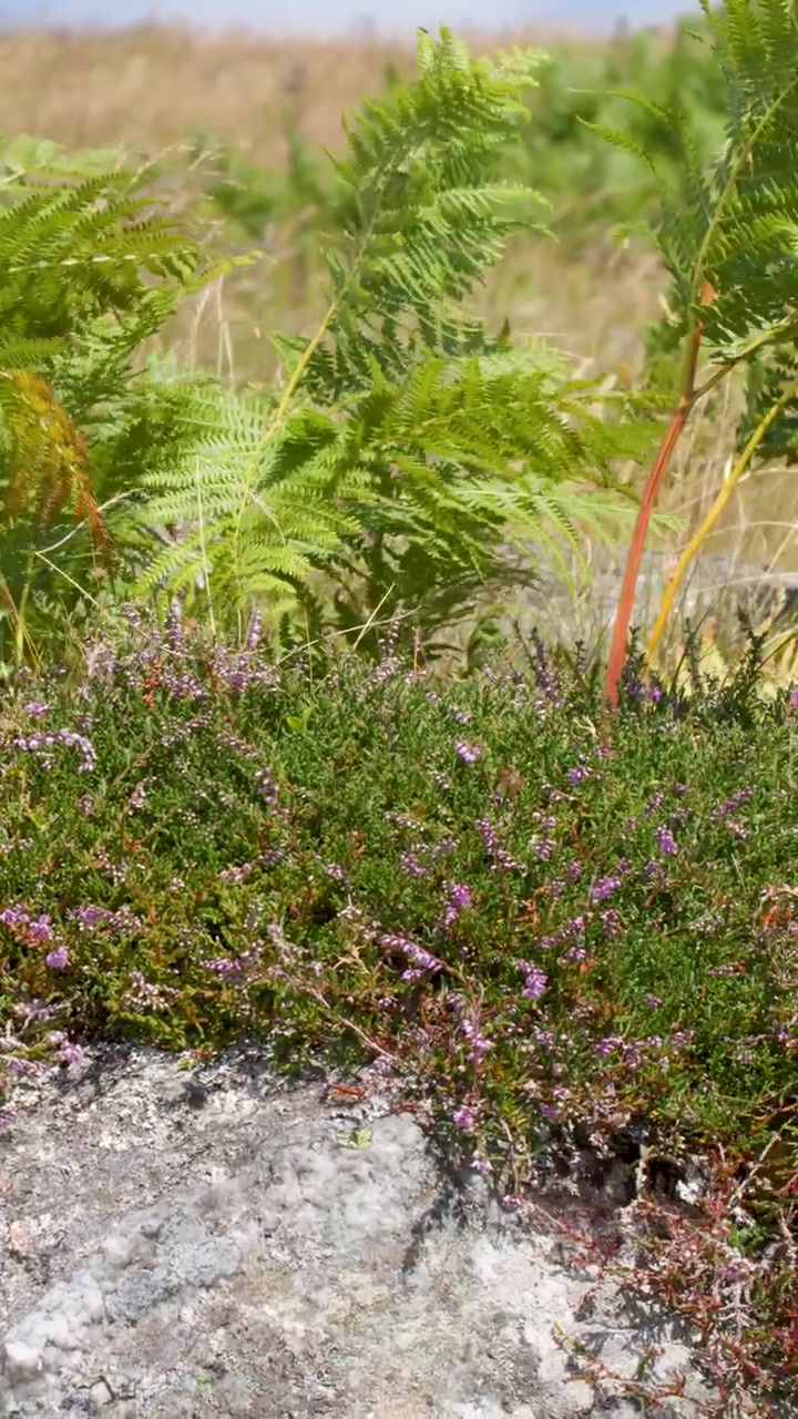 La telecamera effettua una lenta panoramica su felci, erica viola e rocce sotto una luminosa luce naturale