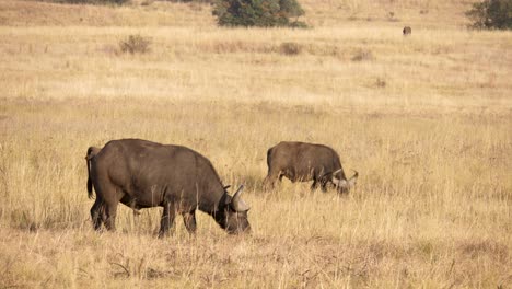 un gran toro de búfalo africano pasta en la sabana de un parque de vida silvestre de sudáfrica
