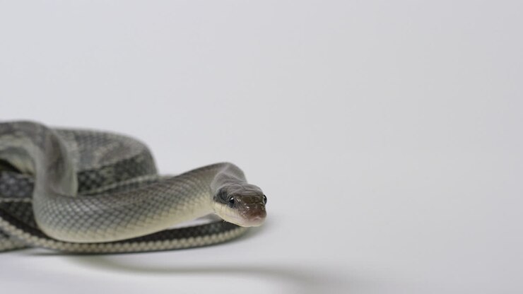 Vietnamese Blue Beauty Snake turns to look directly into camera - white background