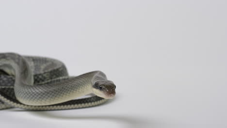 vietnamese blue beauty snake turns to look directly into camera - white background