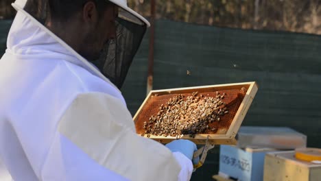 beekeeper removing honeycomb with forceps