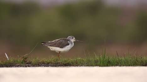 a view from a sunken photographic lagoon hide in the zimanga private game reserve on a summer day of birds feeding and drinking like this common sandpiper