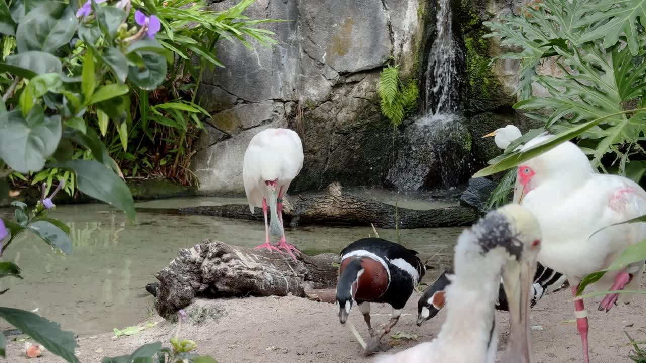 Tropical Bird Habitat with Spoonbill, Ducks, and Lush Waterfall Setting