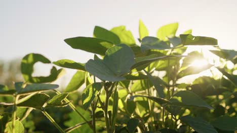 Sunlight-passes-through-the-leaves-in-a-soybean-field-in-Santa-Fe,-Argentina