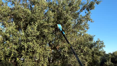 un hombre usa un recolector de aceitunas eléctrico para recolectar aceitunas del árbol