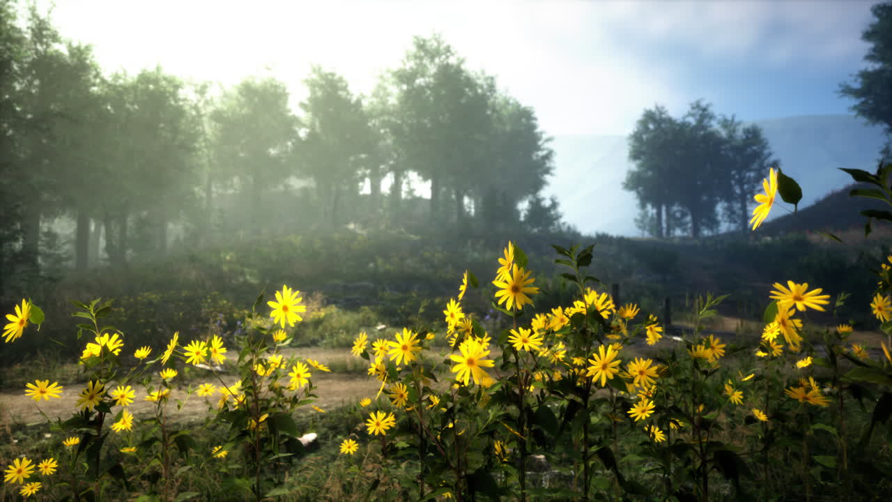 A sunny morning in a misty forest with yellow flowers