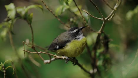 Bananaquit-Vogel-Costa-Rica-Dschungel-Tierwelt