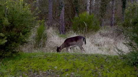 Rehkitz-Grast-Ungestört-Auf-Gras-In-Wilder-Landschaft