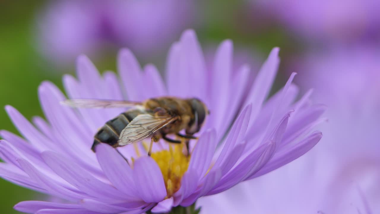 muchos asteres morados symphyotrichum o aster de nueva inglaterra balanceándose con brisa baja, gran mosca en flor