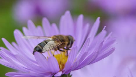 Many-purple-asters-Symphyotrichum-or-New-England-aster-swaying-in-low-breeze,-large-fly-on-flower