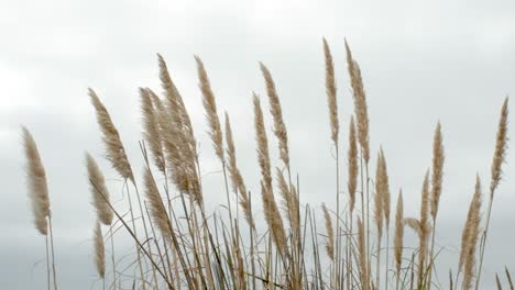 hierba alta que sopla en el viento