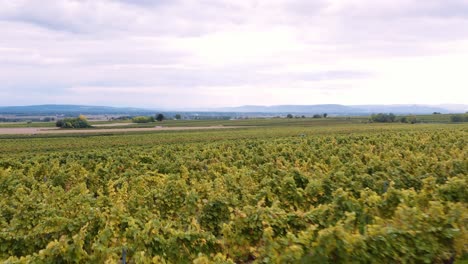 Drohnenflug-über-üppige-Weinbergsreihen-Auf-Einem-Weingut-In-Österreich