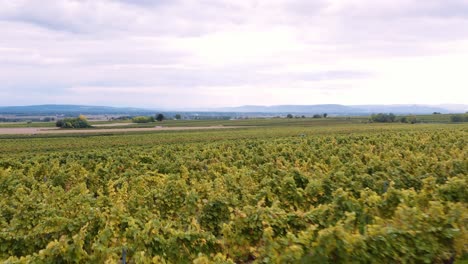 Drone flight over lush vineyard rows on a wine farm in Austria