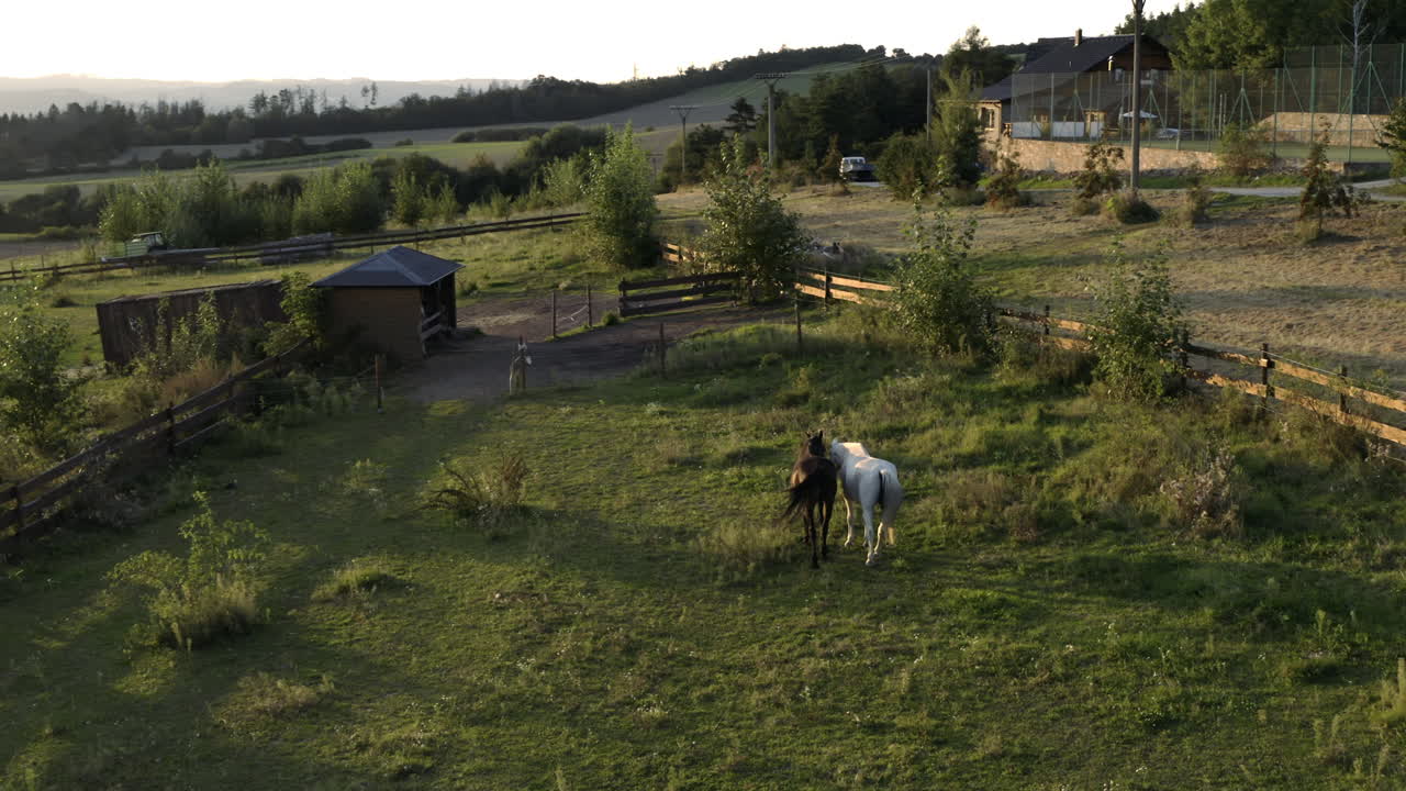 toma aérea de dos caballos de carreras caminando en un campo rural, pastando en hierba verde fresca