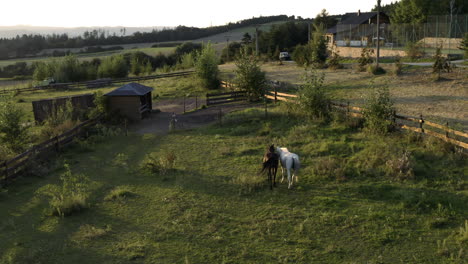 Toma-Aérea-De-Dos-Caballos-De-Carreras-Caminando-En-Un-Campo-Rural,-Pastando-En-Hierba-Verde-Fresca