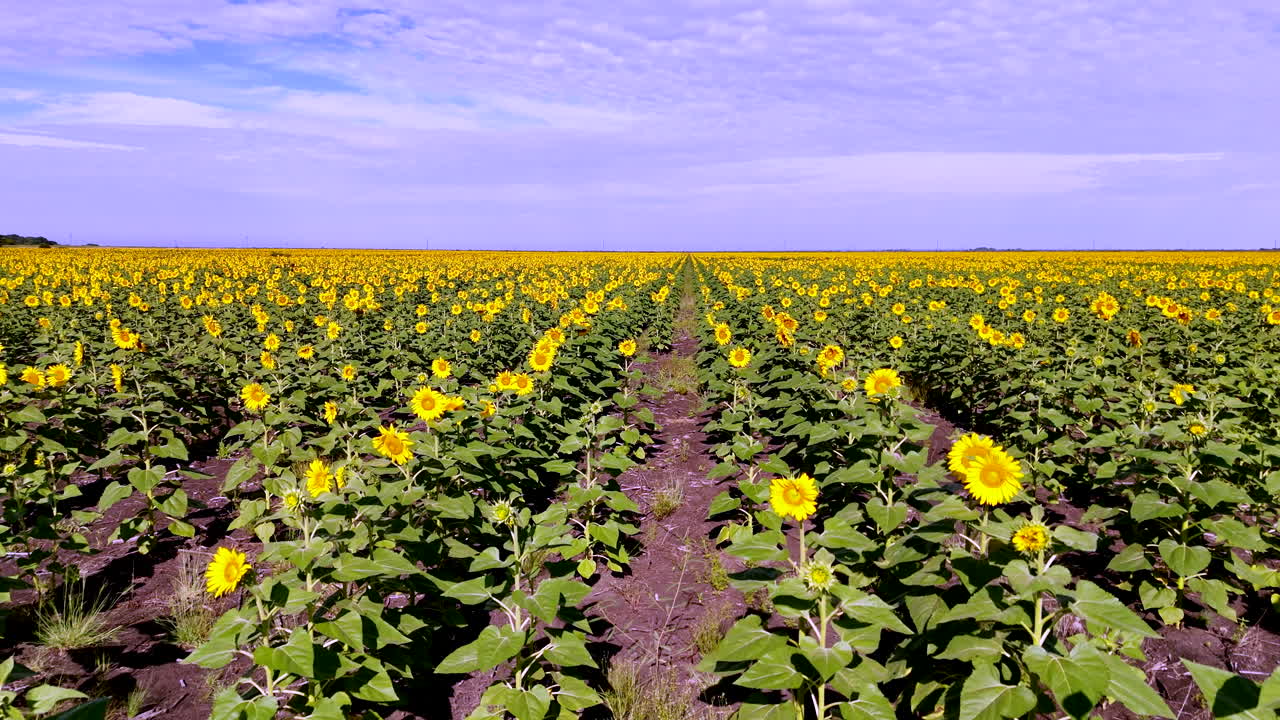 Slow fly over bright sunflower field under wide sky, calm and colorful summer scene
