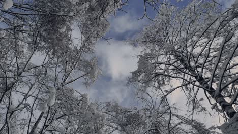 在雪中寒冷但蓝色的早晨,高高的<unk>树向中心<unk>起,在风中吹起