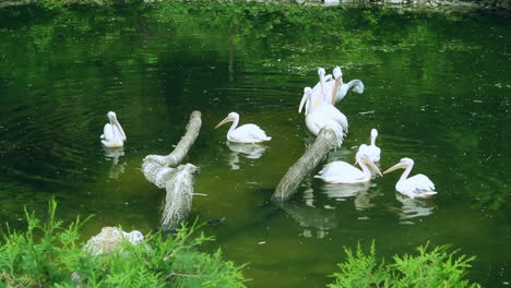 Los-Pelícanos-Blancos-Nadan-En-El-Lago.-Aves-Silvestres.-Grupo-De-Aves-Acuáticas-En-El-Agua