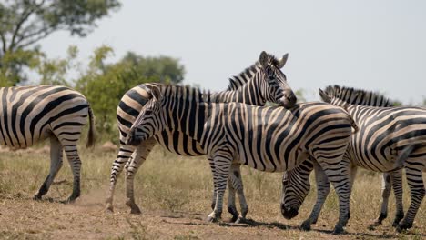 cámara lenta de cebras burshells en pastos del parque nacional kruger, sudáfrica