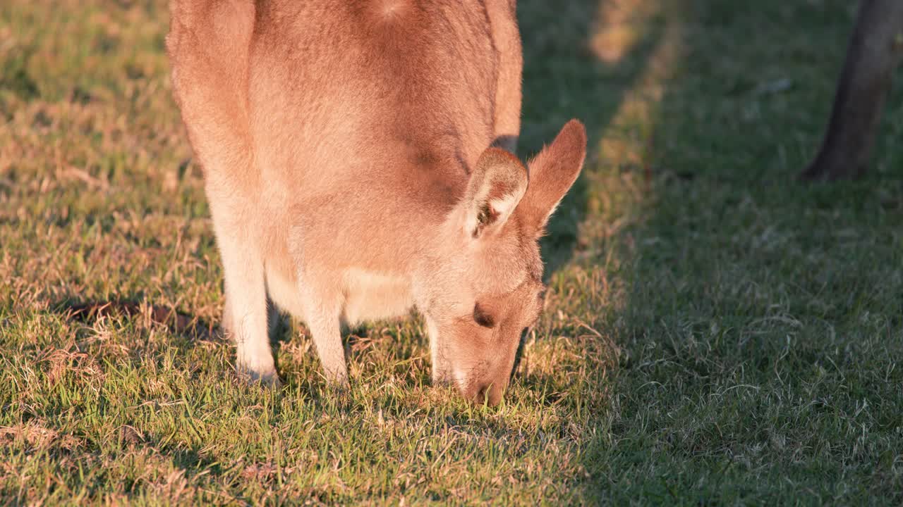 A young kangaroo joey grazes on sunlit grass in an open field at sunset, with warm natural lighting and a steady, close-up camera angle