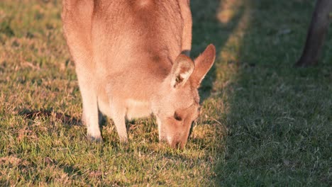 a young kangaroo joey grazes on sunlit grass in an open field at sunset, with warm natural lighting and a steady, close-up camera angle