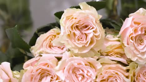 Close-up-sin-of-several-pink-roses