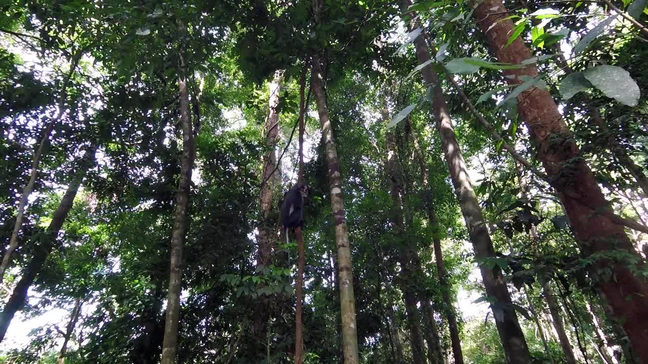 mono hoja de thomas bajando para comer