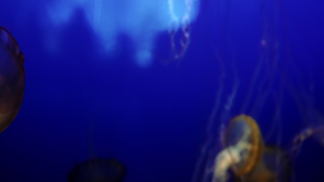 grandes medusas amarillas con tentáculos rojos y blancos nadando en un fondo azul