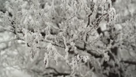 Frostbedeckte-Äste-Wiegen-Sich-Im-Wind