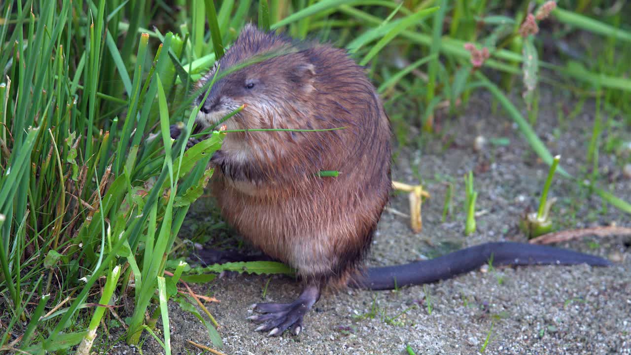 Cute little muskrat on wetland shoreline finds green grass to eat