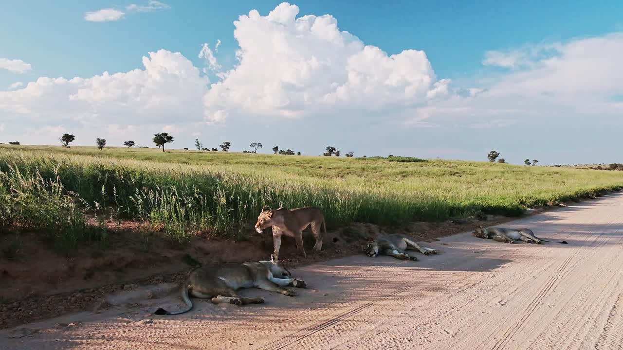 A pride of lions on the side of a dirt road in the Kalahari, with dramatic clouds and lush green landscape after the rains