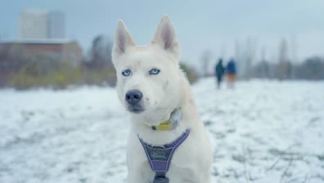 a dog barking in the snow of husy siberia