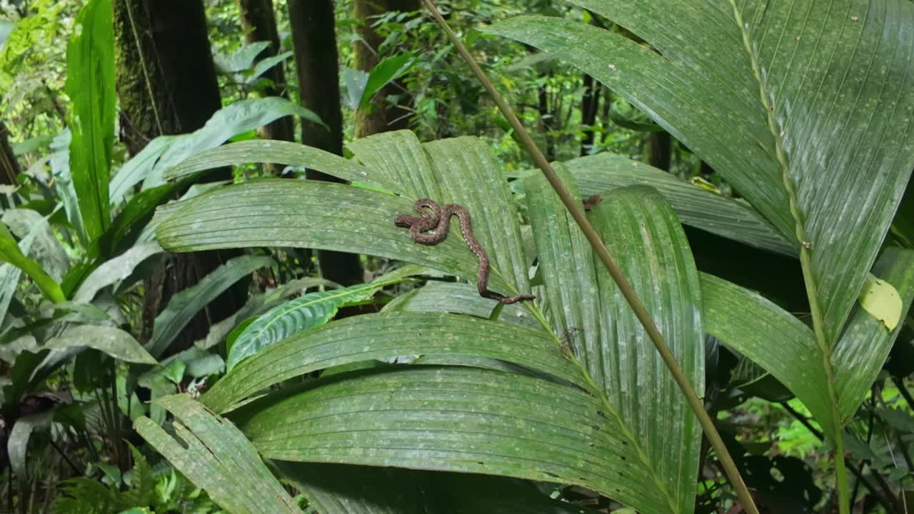 A small eyelash viper rests on a palm leaf in a tropical rainforest in Costa Rica