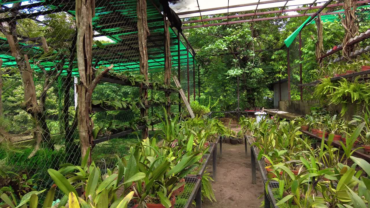 Vista panoramica di un giardino di orchidee a Canaima, Venezuela, dove i fiori sono conservati in un ambiente protetto, naturale e lussureggiante.