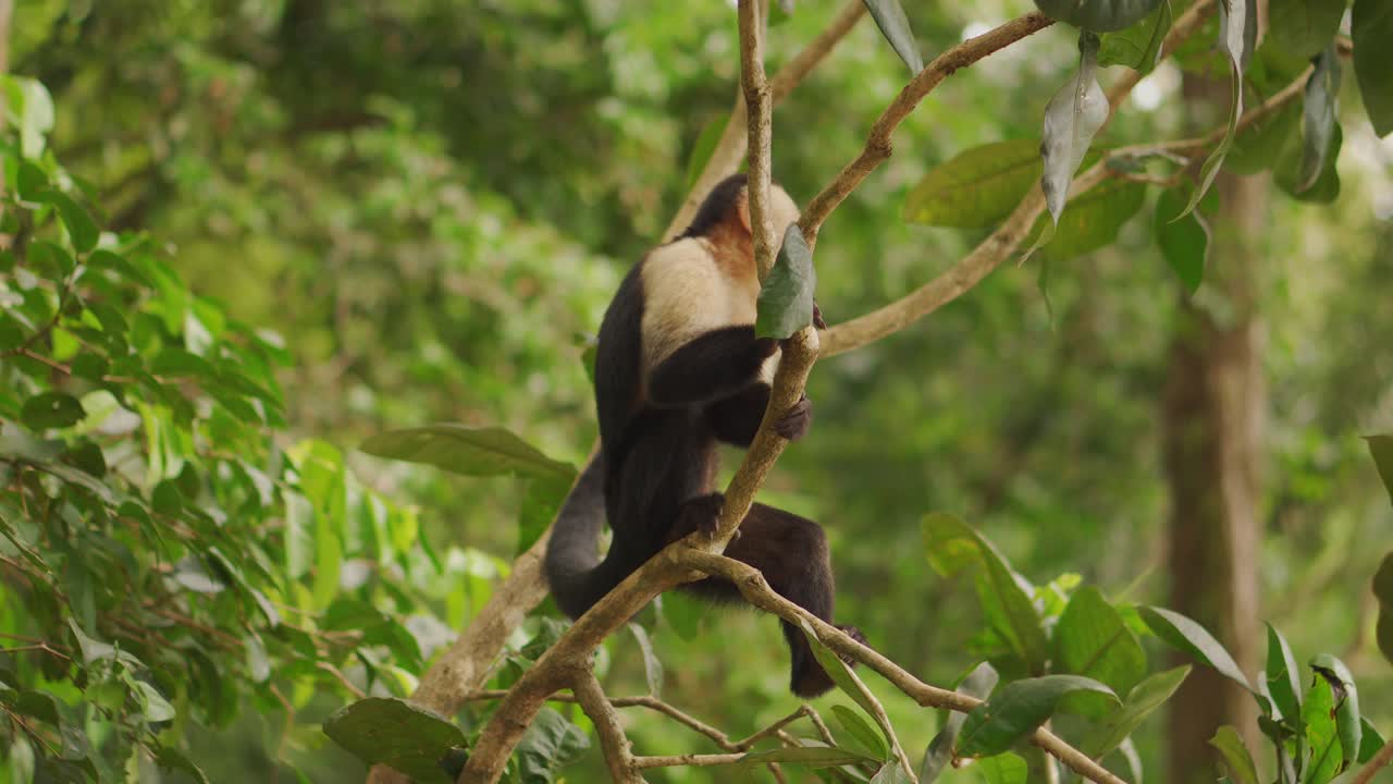 mono capuchino de cabeza blanca mirando a su alrededor mientras se sienta en la rama de un árbol
