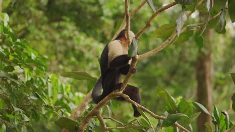 white-headed capuchin monkey looking around while sitting on tree branch