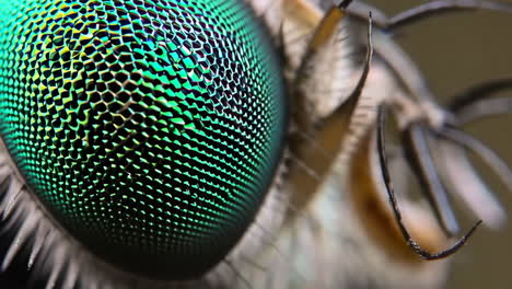 extreme macro close-up of a green insect compound eye